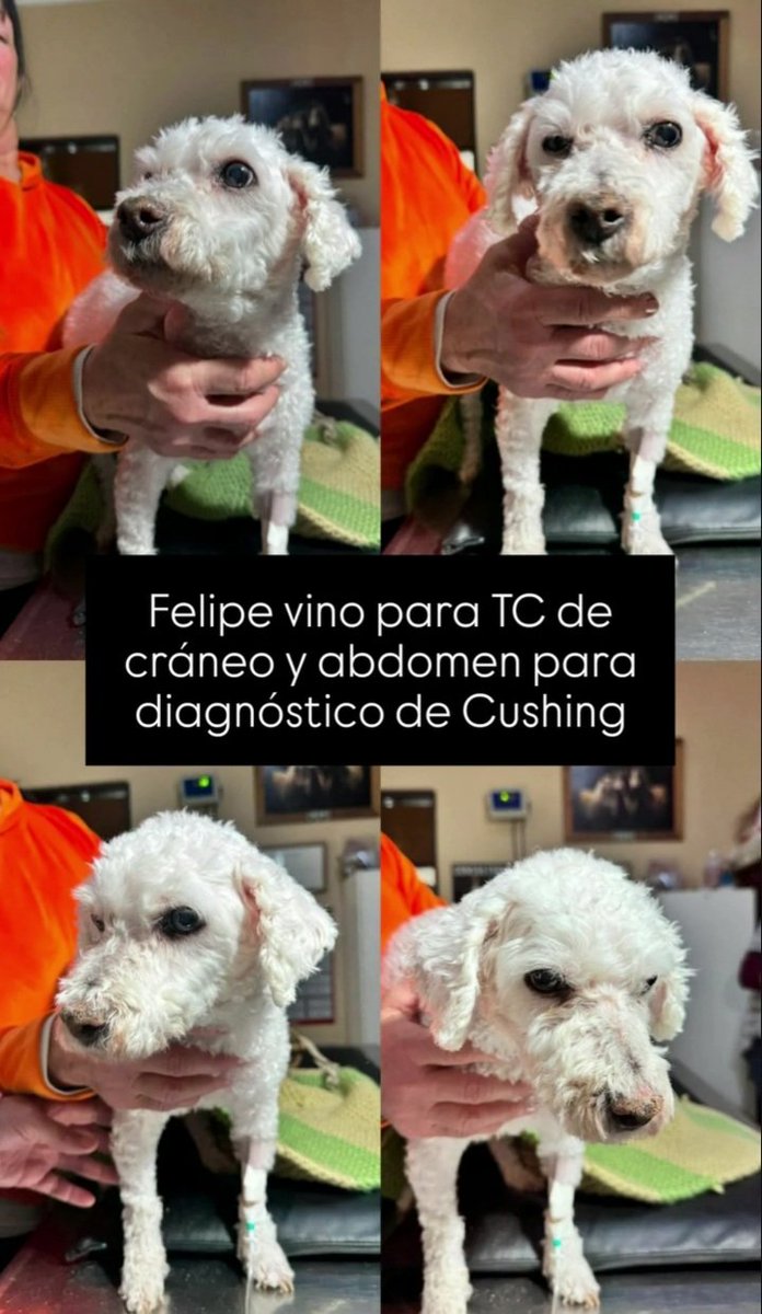 AAnimal60696's tweet photo. Hoy llevamos a Felipe a Santa Fe para hacerle la tomografía. 
Quedamos en cero y tenemos que afrontar su medicación para el Cushing ($93.600), fisioterapia de Dalila ($40.000) y alimento para Timo y Cosmo.
🙏 Si podés ayudarnos: Alias: 
Ayuda.rescate1mp 
@aaguvolpato 🐾❤️ https://t.co/S1kiP1tqc7