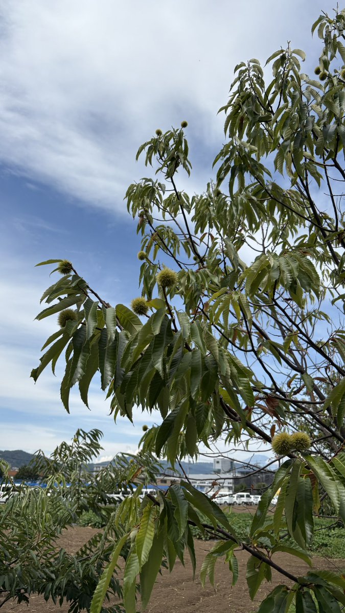 kshin2012's tweet photo. お盆期間も休まないで、通常の診察をしています。

伊勢原は雨模様。
お気をつけてお越し下さい。

宜しくお願い致します。
#お盆　#伊勢原　#クリニック https://t.co/6XX8OwNDwO