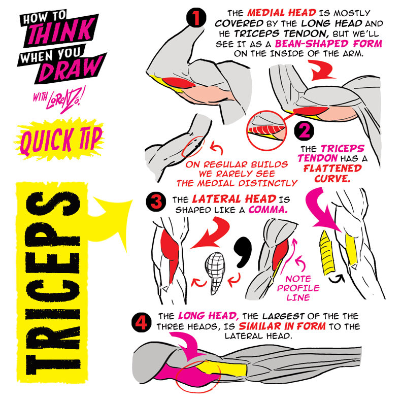EtheringtonBros's tweet photo. TRICEPS! To get the FREE monthly How to THINK When You draw digital MAGAZINE, (including NEW tutorials, a YEAR before they appear online) just tap the link in the bio HERE:  @etheringtonbros
#anime #manga #comicart #conceptart #gamedev https://t.co/dUasy4Q4FA