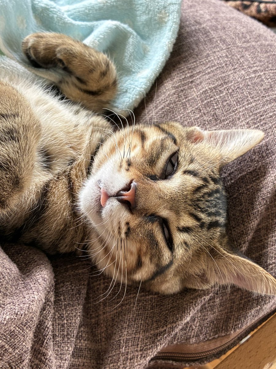 maomao_cat423's tweet photo. ベロ出しな上に白目まで！！！？
お客様！困ります！ https://t.co/wZ8YPniIAe