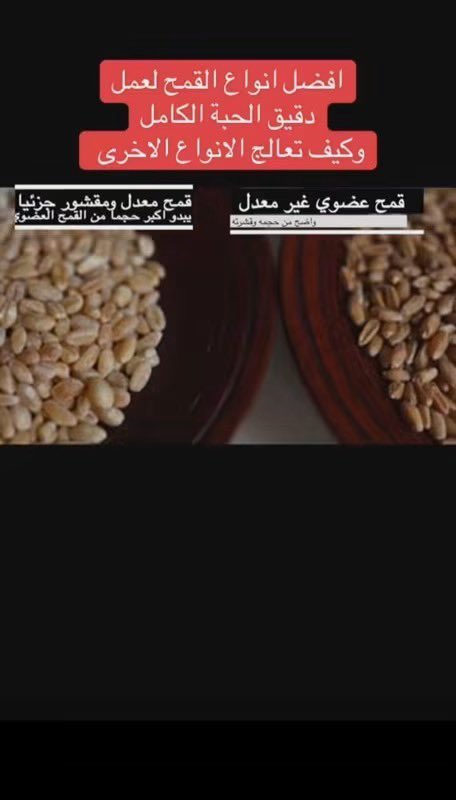 bri8trose's tweet photo. المخابرات الروسية أدركت أن البذور المهجنة هي بمثابة "سلاح بيولوجي" بعيد المدى يهدف لضرب خصوبة الشعوب، هرموناتها، ومناعتها الذاتية

  وروسيا اليوم هي المصدر الأول في العالم للقمح غير المعدل وراثياً لأنهم يعلمون أن السيادة تبدأ من الحبة الأصيلة .

  وفي الوقت الذي استسلم فيه العالم لقمح الشركات الرأسمالية ومصانع الأغذية الاحتكارية ، صمدت بحمد الله سلالات ربانية فريدة في  بلادنا العربية في المزارع والقرى المحلية .

  ولكن  إذا لم تجدوا هذا القمح الأصيل في أسواقكم 

  فأنا اعطيكم ((البروتوكول السريري المتكامل)) لتفكيك هذا الغراء وكسر سحر الشيطان في القمح المهجن 

  أولاً علينا العودة إلى (سحر الخميرة البلدية) الحامضة الأصيلة  لأن الخميرة الفورية التجارية السريعة ماهي إلا مسخ كيميائي آخر يمرض أمعاءكم ويسرع التخمير دون تفكيك السموم 

  والبديل الطبيعي هو الخميرة البلدية التي تحتوي على بكتيريا حمض اللبن Lactobacillusالحية الفعالة 

  حيث تقوم هذه البكتيريا بـ "هضم مسبق" للجلوتين المعقد والـ (Phytic Acid) الذي يمنع امتصاص المعادن كالحديد والزنك والماغنسيوم داخل العجين قبل أن يدخل معدتكم 

  فيتحول الخبز من غراء ساد للأمعاء ومسبب للغازات والانتفاخات إلى دواء شافي ومغذي 

  ((وطريقتها الطبية الصحيحة)) أن يعجن الدقيق بالخميرة الطبيعية ويترك ليلة كاملة (ما بين 12 إلى 24 ساعة) حتى تلتهم البكتيريا الجلوتين تماماً وتحلله إلى أحماض أمينية بسيطة 

  ثانياً ،،، أنصحكم سريرياً بسر ((التحميص والتنشيف)) 

 فـ تجفيف الخبز في الفرن أو تحت أشعة الشمس حتى يصبح صلباً ومحمصاً يغير تماماً من بنية النشا ويحولها إلى نشا مقاوم (Resistant Starch) يعمل كغذاء للبكتيريا النافعة 

  ويجعلها تتفتت في المعدة بسهولة بدلاً من أن ((تتعجن)) بالداخل وتتحول إلى مادة هلامية لزجة .

  وهذا يمنع تماماً التصاق الغراء بـ (العصب الحائر)  ويقطع الطريق على فرصة الاستحواذ الطفيلي ونمو الفطريات والكانديدا في جهازكم الهضمي 

  الحل يا جماعة ليس في تجويع أنفسكم أو الحرمان المطلق 

  بل في استبدال هذا المسخ بالأصل الرباني عبر العودة للحبوب السمراء المنجية ،،،

  وأولها سر الـ ( 20% شعير )والذي يمثل الترياق النبوي الشافي والوقائي من الأمراض العصرية ،،،

فإذا كان ولابد من استخدام القمح ،،، فإن خلطه بنسبة لا تقل عن 20% إلى 30% من دقيق الشعير البلدي المطحون بقشره يغير الخواص الكيميائية والحيوية للرغيف تماماً ،،،،

فالشعير بتركيبته الغنية بالألياف الذائبة (Beta-Glucan) يكسر حدة ((الجلوتين المهجن)) ،،، ويبطئ امتصاص السكريات مما يمنع قفزات الأنسولين الحادة ،،، ويعمل كـ ( جلاء ) وتنظيف ميكانيكي للأمعاء من بقايا الغراء المتراكم الذي يسد مسام الامتصاص ويسبب الخمول بعد الأكل ،،،

 وتذكروا دائماً أن (التلبينة) النبوية المطبوخة بالشعير هي أصل العلاج لكل حزين ومريض لأنها ترفع هرمون السيروتونين ،،، فاجعلوا نصيب الشعير في خبز عائلتكم ثابتاً دائماً .

  ومن الكنوز المنسية والذهب الأصفر أيضاً((دقيق الدخن))

  أو ما يعرف في المغرب العربي بـ ( إيلان / الانلان ) ،،،

  هذا المحصول العجيب هو (طعام الروح) الصافي الذي لم تمسه أيدي التلاعب الوراثي ،،،

  فهو خالٍ تماماً وبشكل طبيعي من الجلوتين ،،،

 وهو حبة ربانية قلوية لم تُهجن وراثياً أبداً ،،،

 وميزته الطبية الفائقة أنه غني جداً بالماغنسيوم والفسفور والزنك ،،،
وهي معادن أساسية تقوي ( الكهرباء الحيوية ) لجسدكم وتدعم الغدة الدرقية ،،، مما يحصن (العصب الحائر) ويحميه من الالتهابات ،،،

 ويهدئ الجهاز العصبي ضد ذبذبات الوسوسة الشيطانية، القلق، والاضطرابات النفسية المزمنة .

إن إبليس أراد (احتناك ذرية آدم) والسيطرة على عقولهم وصحتهم عبر لقمة الخبز اليومية ،،، ونحن نرد عليه بـوعي الأجداد ،،، وبـالـعـــلم الطبي الحقيقي والمثبت !!

  طهروا خميرتكم ...

  جففوا خبزكم وحمصوه ...

  اخلطوا دقيقكم بالشعير والدخن ....

  وابحثوا عن بذوركم الأصيلة لـتـــسلموا وتتعافى أجسادكم من الأمراض والعلل الباطنية !!

جمال السعدون