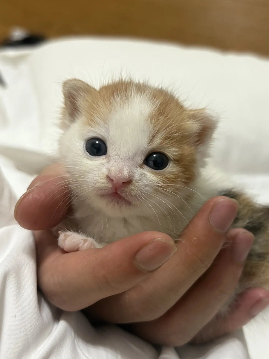 catsloversclubx's tweet photo. “Hold me gently, I’m just a baby.” 🤍 https://t.co/TdZt9M15YR