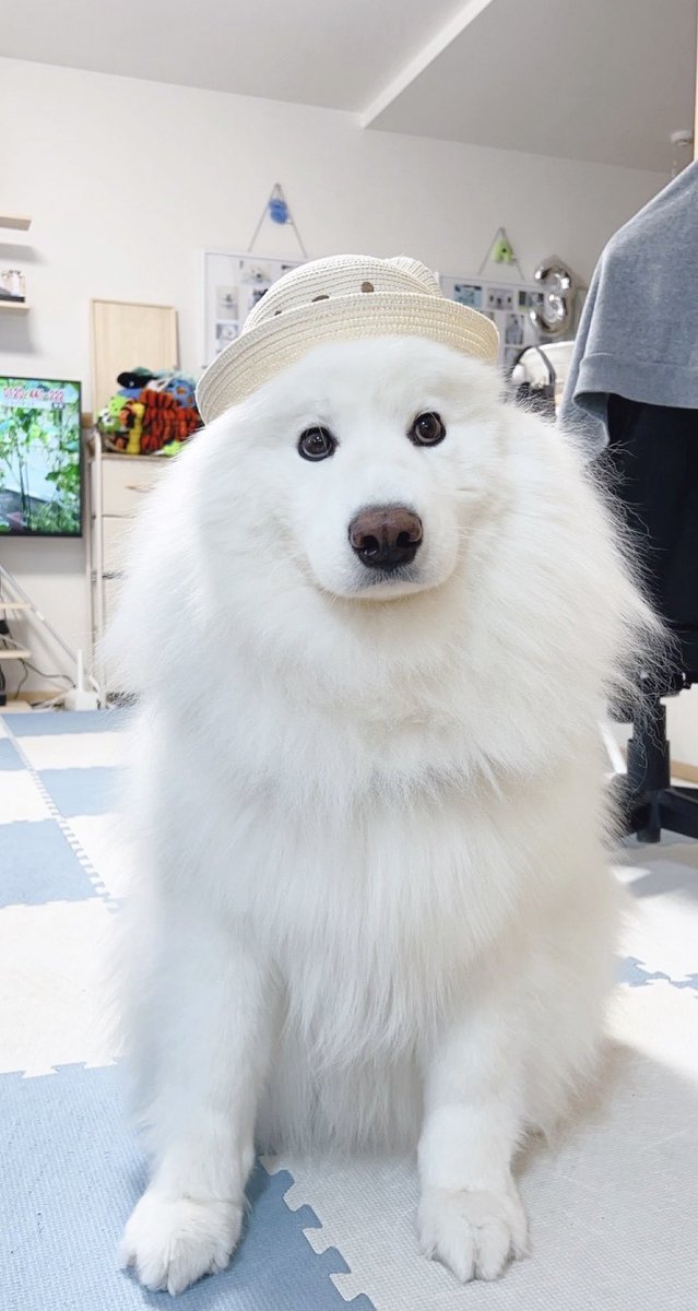 samoyed_dazs's tweet photo. おはダッツです🐻‍❄️🌧️
モフトニンをどうぞ！

お出かけする時用に帽子買ってもらったサモエド
#今日も可愛いねダッツくん
#そんなに可愛くてどうするの？ https://t.co/zfRd7HiQAe