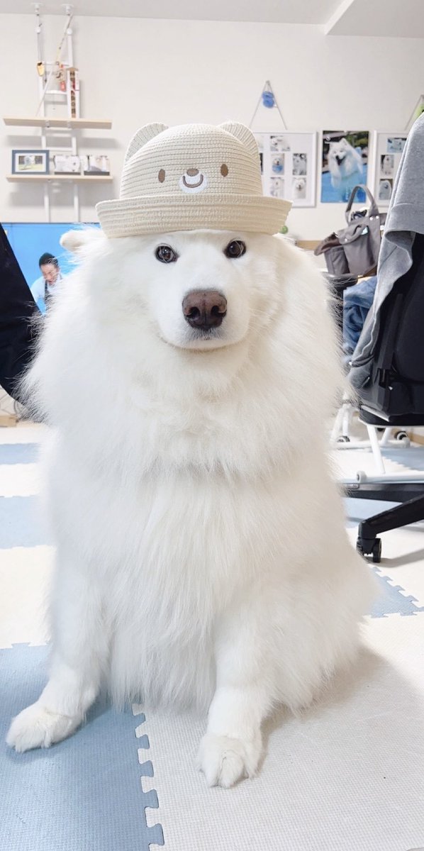 samoyed_dazs's tweet photo. おはダッツです🐻‍❄️🌧️
モフトニンをどうぞ！

お出かけする時用に帽子買ってもらったサモエド
#今日も可愛いねダッツくん
#そんなに可愛くてどうするの？ https://t.co/zfRd7HiQAe