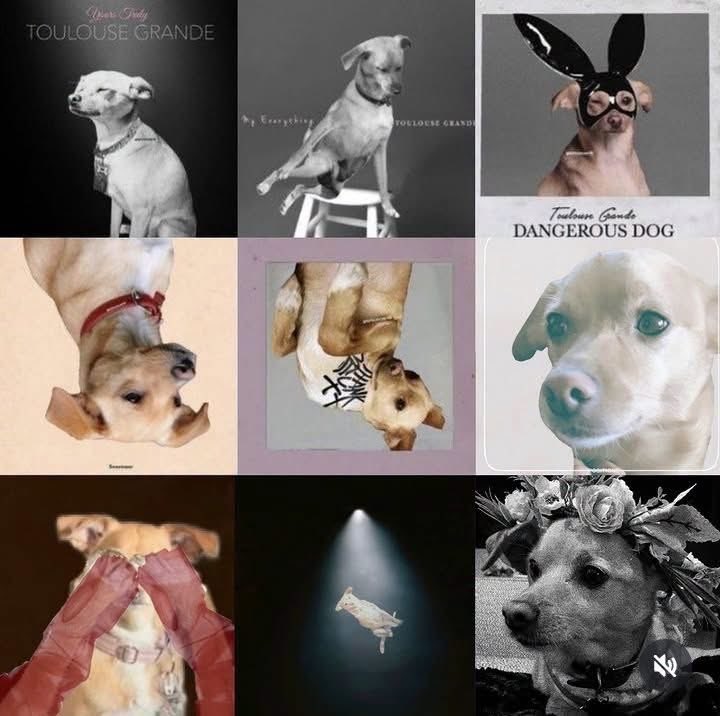 rosesnrem's tweet photo. what’s ur favourite album by toulouse? https://t.co/gvEzfHIBYB