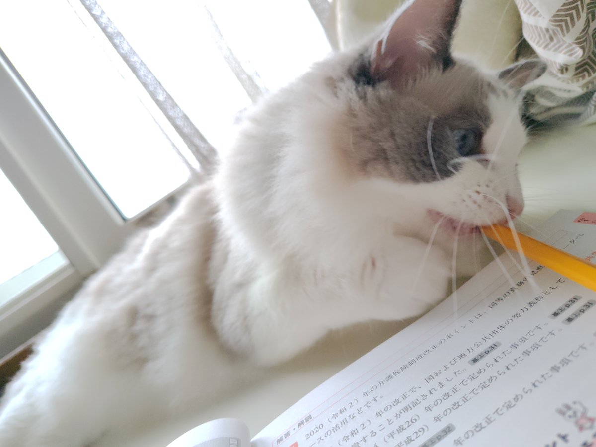 jun_rokinoe's tweet photo. 勉強時間より、猫を眺めてる時間のほうが長い。
#ラグドール https://t.co/3EZQNNs44Z