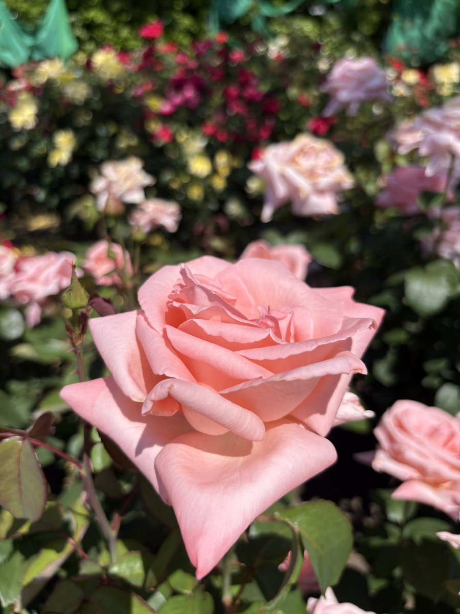 skb8_8thg's tweet photo. 涼しい朝
#一日一薔薇🌹
#バラ https://t.co/zr1vVx75uQ