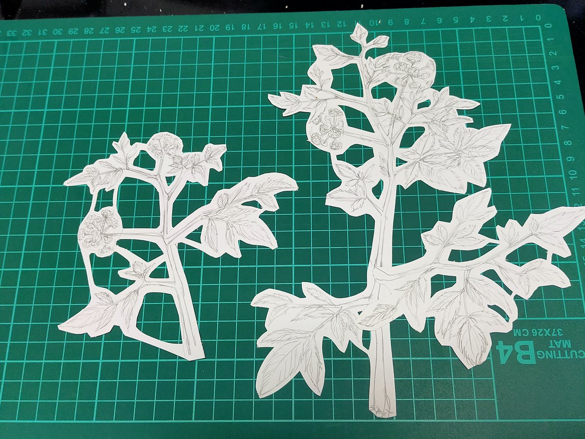 MiMiTAB_jp's tweet photo. 植物切り出したところ https://t.co/rl3cGPBOYN