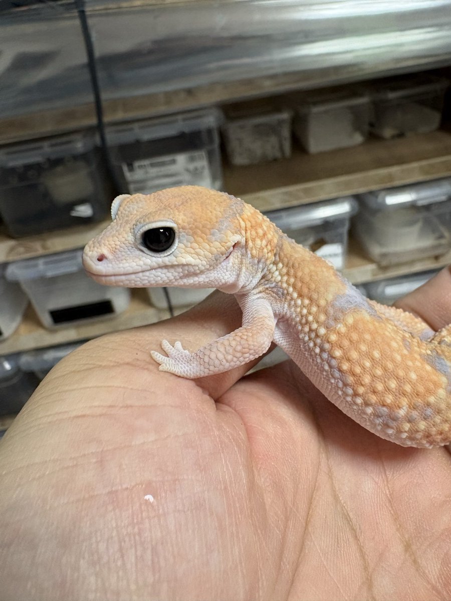 NoahRepGecko's tweet photo. 目くりくり👻🦖❤️‍🔥
ニシアフリカトカゲモドキ🫣 https://t.co/vwiq5z82sY