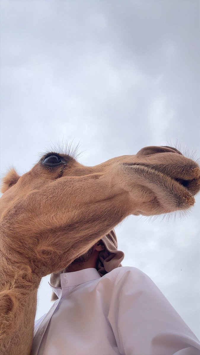 44nm's tweet photo. سعد علوش وصف دورة حياة الإنسان 
بعمق وتمكن يقول فيها  :

كل يـوم يموت بـ الإنسان حاجه
   لين يوصل آخره ويموت كله https://t.co/KMm9w8foxq