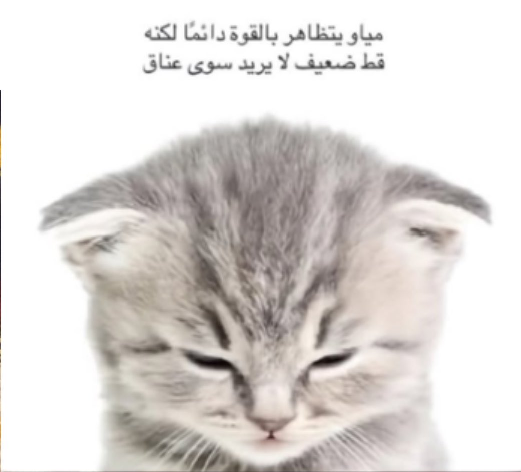 itlilii's tweet photo. مكتئبه موت واصيح لي ٣ ساعات  رغم عظم القهر والمشاعر اللي فيني الا اني ما ابي والله غير حضن يهديني
ومنجنه ليه ما فيه ناس وظيفتهم بس يحضنونك 
كيف يعني ابي احد يحضني وابكي واشكي له عن كل اللي مريت فيه سوو وظيفه كذا والله ناس كثير تحتاج مثلي بس مالها احد https://t.co/caDIZDDF1r