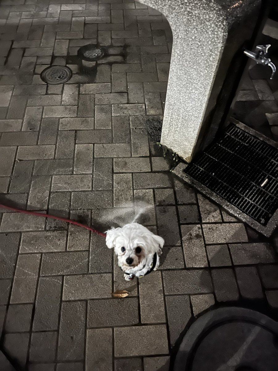 hitanx28's tweet photo. #迷子犬を探しています
#マルプー #5歳のオス
#横浜市磯子区洋光台6-15

昨日も探しに出たけど
見つからなかった…
誰かのとこで飼われているのか…
ここまで情報1つないのは
何故なのか… https://t.co/RNwwg3h95t