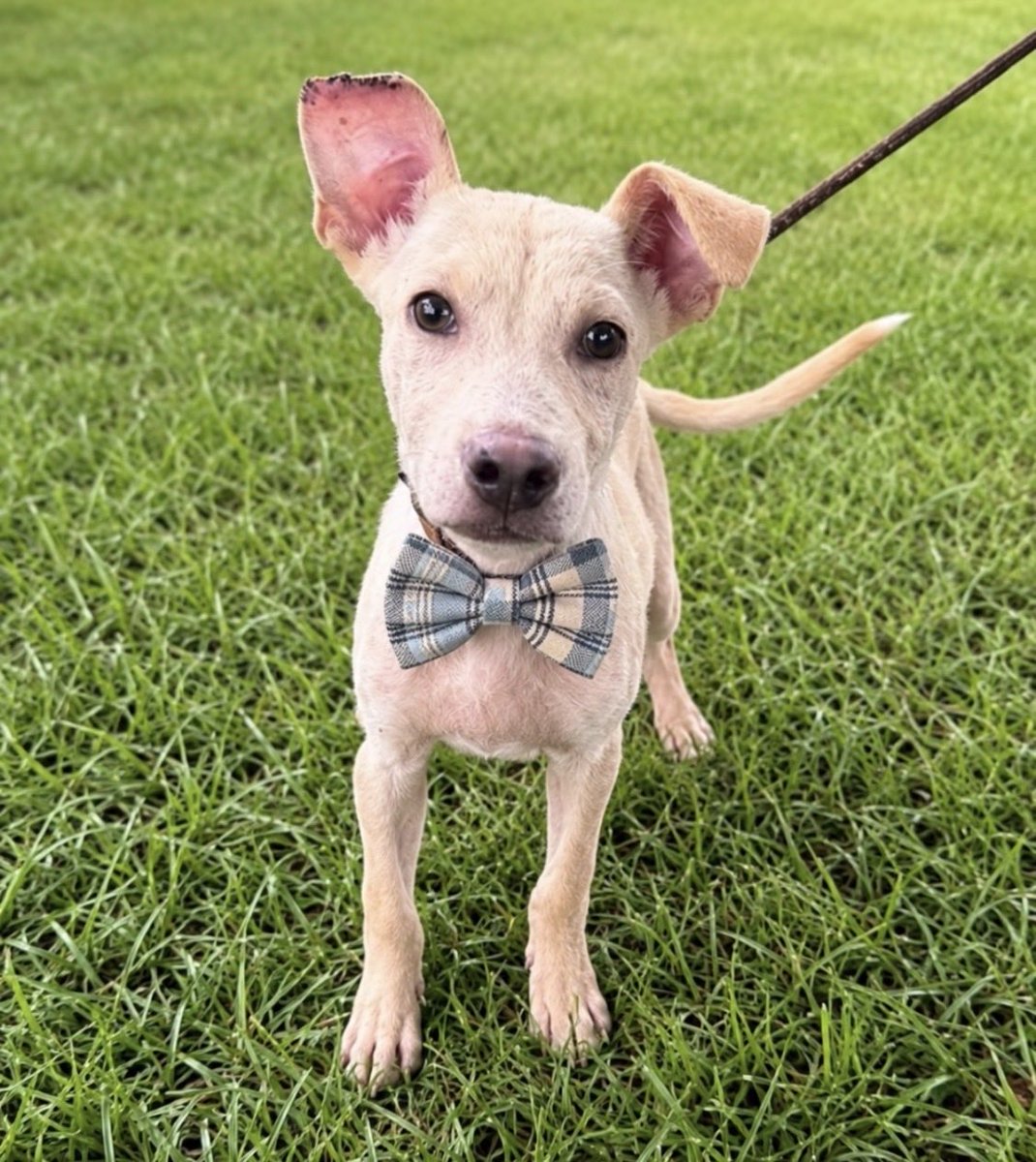 LolaPatolla's tweet photo. We have two handsome boys still looking for forever homes!!!
We transport nationwide!
See all our available dogs at https://t.co/yU8BYJBNhs! ♥️ https://t.co/KqaUpLU0QW