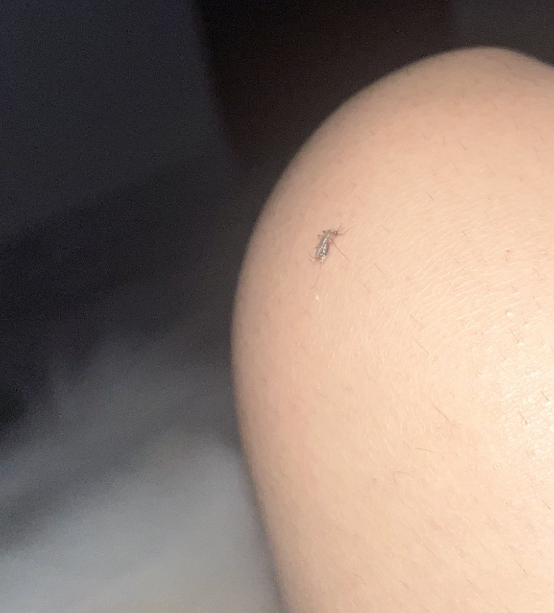 callybaleia's tweet photo. deixando o mosquitinho sugar minhas gorduras 😍 https://t.co/bIygP7I9Zc