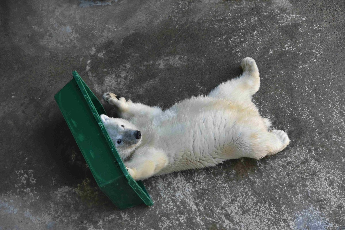 ogaaquariumgao's tweet photo. 先日、ホッキョクグマモモ太の体重を測ったら76㎏でした！
体重測定は下に体重計が設置されている鉄板の上に個体を誘導して行います。(写真はオリーブオイルでモモ太を体重計に乗せているところ）

暑い日が続いており、モモ親子が冷房の効いた裏の部屋に入っているときもあります。ご了承ください。 https://t.co/BdHkptZAP0
