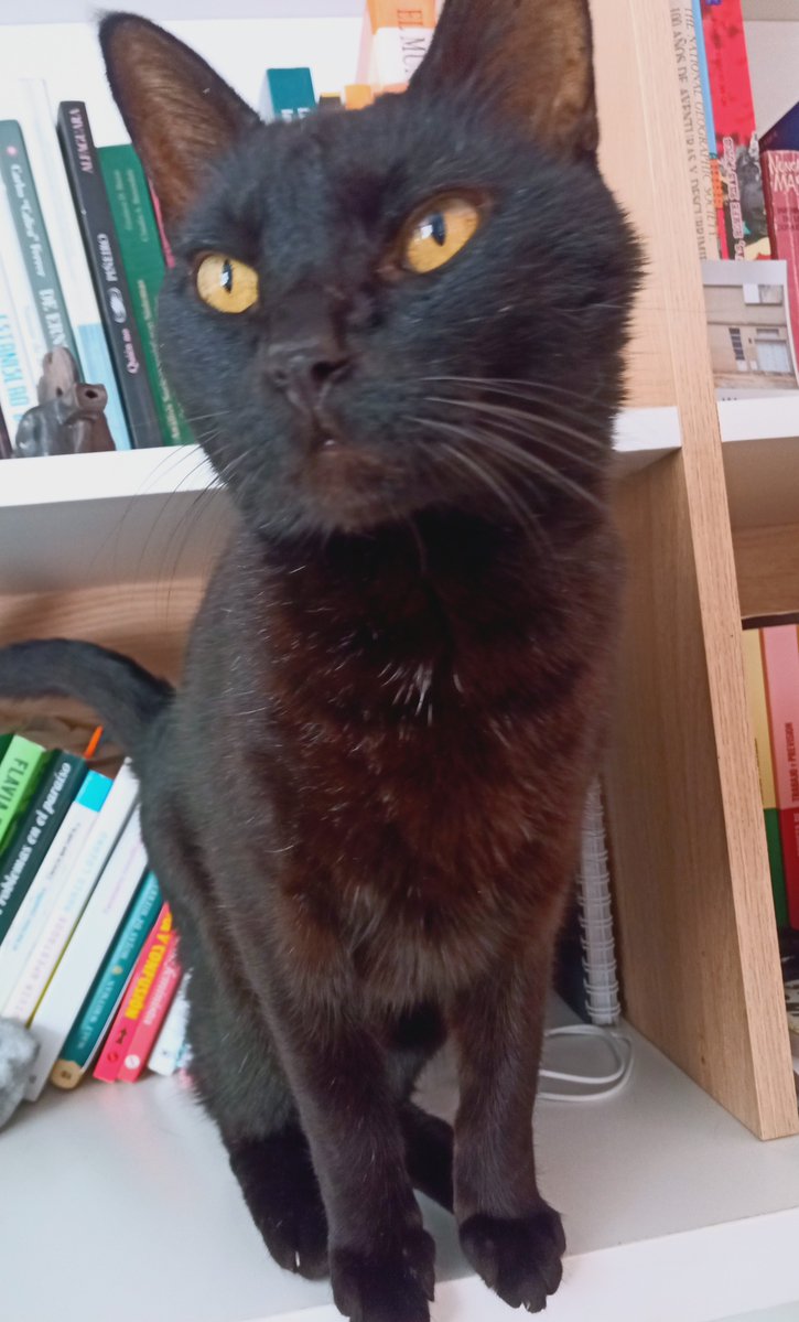 Niko007_'s tweet photo. Te re extraño Negrito divino 😔. https://t.co/7QBe4oaV0u