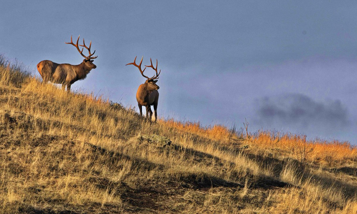 RepRNeill's tweet photo. People make a special pilgrimage and travel thousands of miles each autumn to hear elk bugle at Slippery Ann.
In Phillips County? Folks just call that a Thursday.
Slippery Ann is on federally managed land, free and open to the public. We need to keep it this way.
#FundBLM https://t.co/kZVJO1uF3M