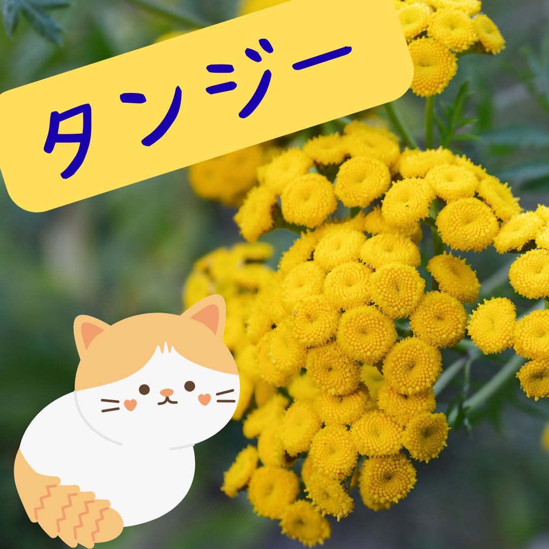 CIC_TeamSNS's tweet photo. おはようございます。
今日の、＃誕生花 は、タンジー。
＃花言葉 は、婦人の美徳。
今日もよろしくお願いいたします。
＃世界ゾウの日
＃ハイチュウの日
＃アルプスの少女ハイジの日 https://t.co/W8lAoT5LQN