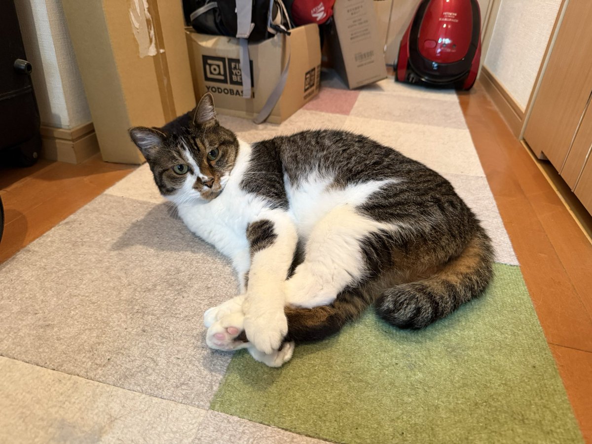 PanainoShinobu's tweet photo. おはようございます。
廊下から動かなかったんで横に座ると自分からリビングへｗ https://t.co/elaPE80r2z
