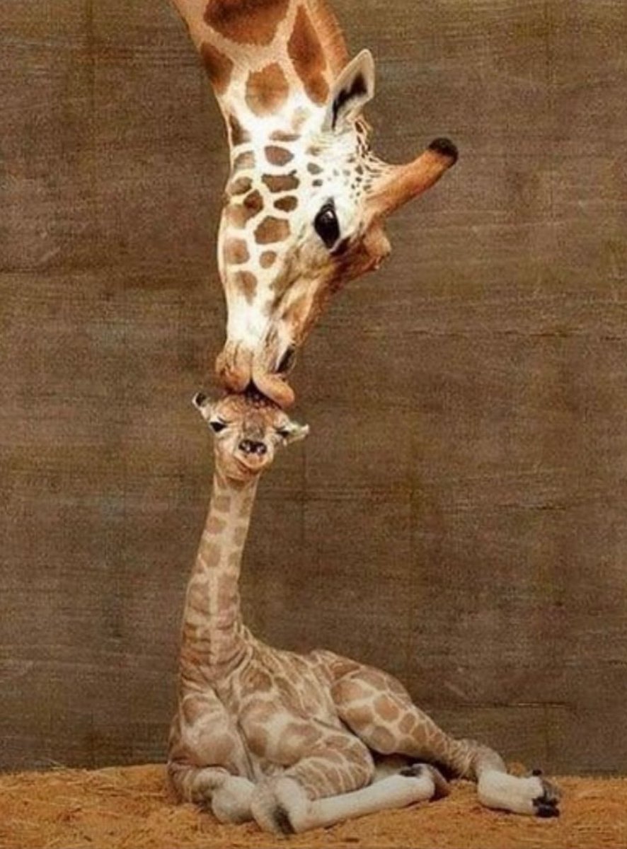 Puppieslover's tweet photo. Moments after giving birth, this giraffe leaned down and gently kissed her calf and it’s the cutest thing ever https://t.co/pW3SGNs2cV