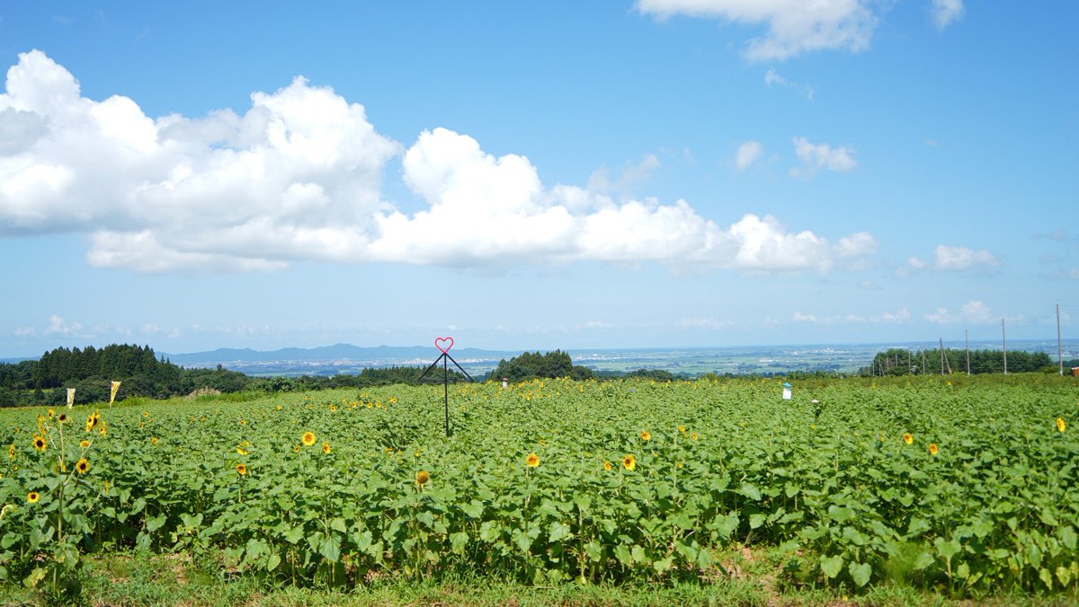 tsuru_furusato's tweet photo. #月山高原活性化センター 周辺の「ひまわりおさんぽ迷路コース」では、#ひまわり が満開です✨

夕日とシャボン玉、ひまわりが織りなすロケーションが最高🌅🫧

月山方面へ進んだ先では、ひまわりが咲き始めており、ハートなどのアートも💕

ぜひ休日は #月山高原ひまわり畑 へ😊

#鶴岡市 https://t.co/87KrFW6aei