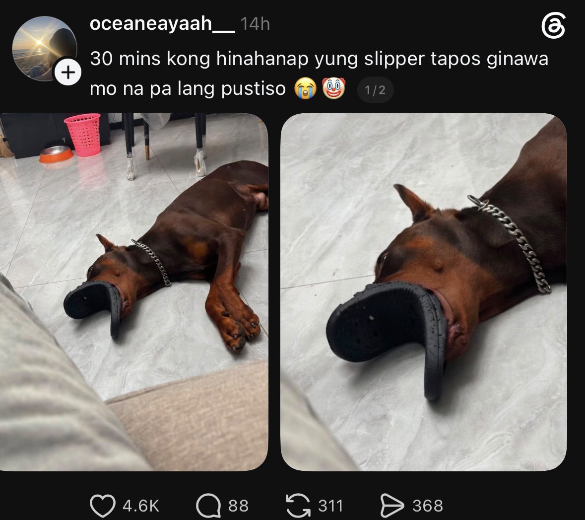 akobaloy tweet picture