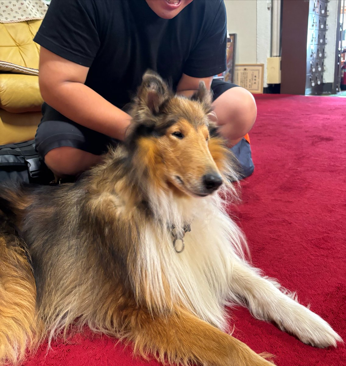 Lif_journy's tweet photo. 宿の看板犬・サチくん🐶 https://t.co/iWAm1mGt7b