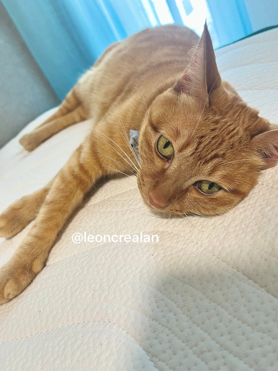 leoncrealan's tweet photo. ほっぺムニってなってて可愛い

#猫のいる幸せ
#ねこ https://t.co/XyyZO9aJnm