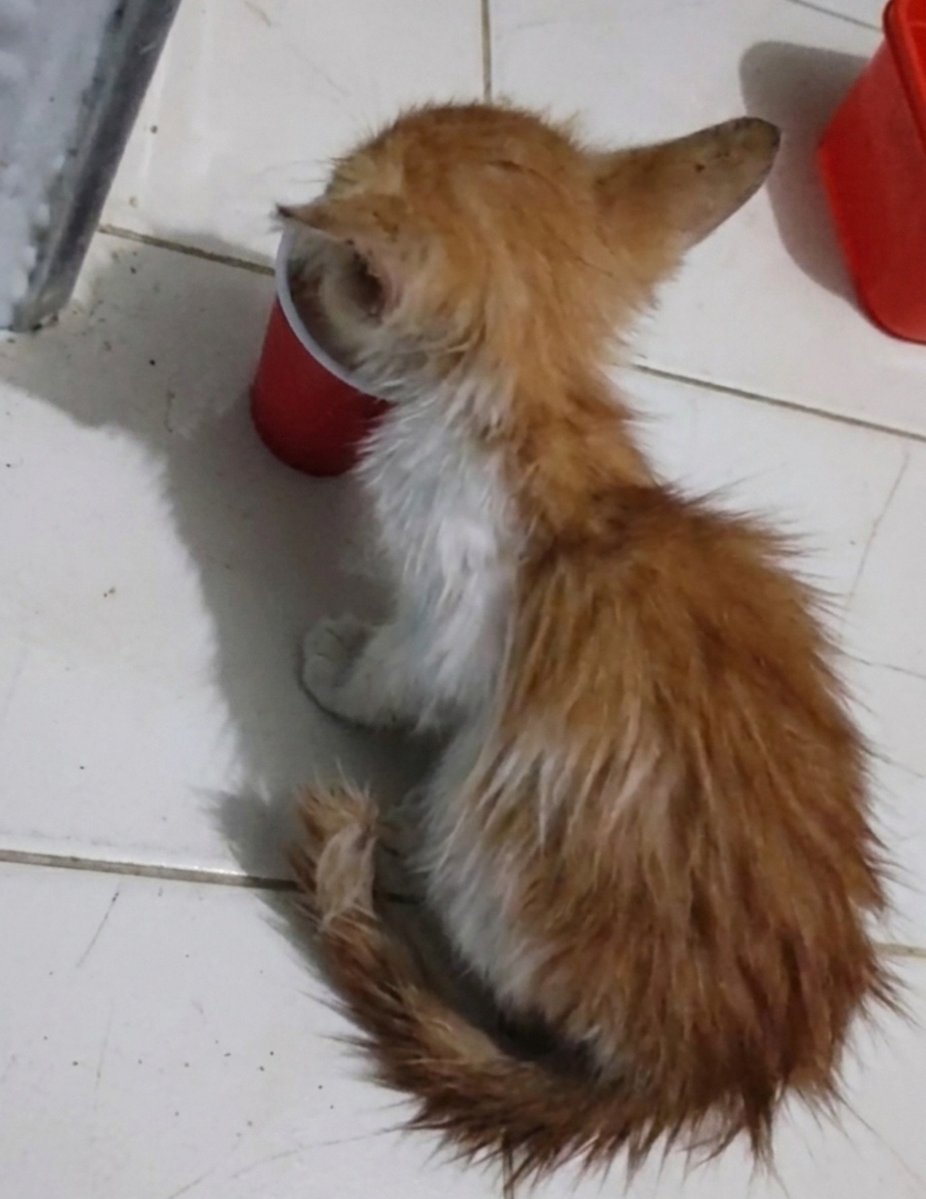 kooklovc's tweet photo. HOLAA MI BEBÉ APARECIÓ, gracias a todos por sus buenos deseos y por difundir 💗💗💗 apareció sucio pero sano y salvo gracias a Dios 🙏🏻 https://t.co/P81xKS75r5