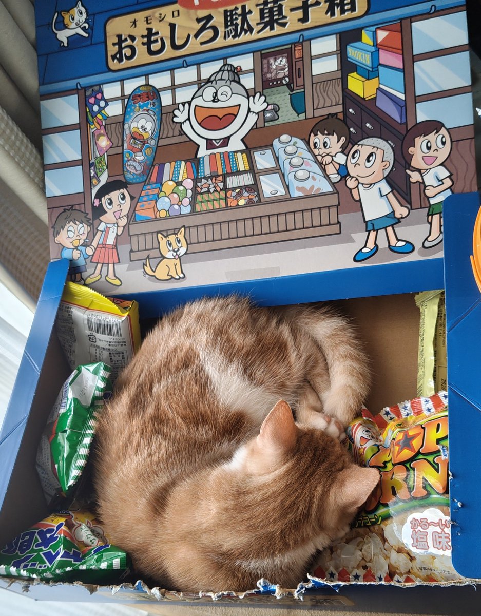 mecha_inspector's tweet photo. 店番中に寝てます💤🐈️ https://t.co/nxRLxRFtk3
