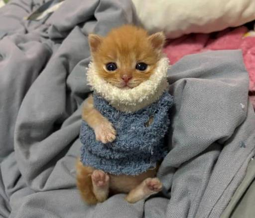 worldclaps's tweet photo. This cat going viral for looking like William Shakespeare.  Everyone is loving it.  
To be, or not to be - Shakespurr
https://t.co/MWNcTWYefV https://t.co/VN1Sbe7PMK