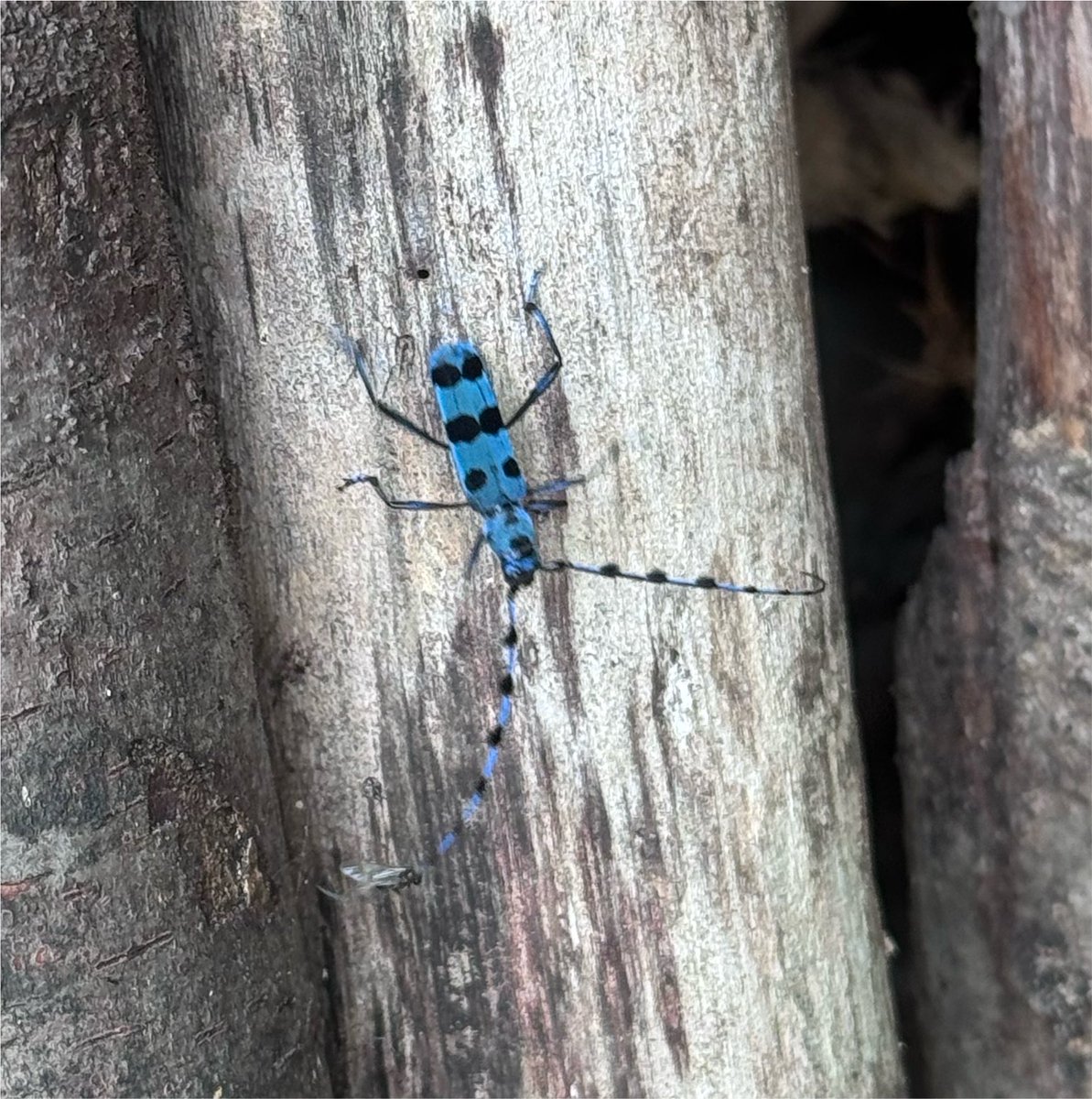 Miorfm5's tweet photo. ルリボシカミキリは夏に見られるカミキリムシで、ブナ科やクルミ科などの枯れ木や伐採木にやってきます🌿

見られる時期もそろそろ終盤。
出会えたらちょっとラッキーかもしれません🐾

#ルリボシカミキリ
#昆虫採集
#Mioのフィールドノート https://t.co/ZUg1BUvEjy