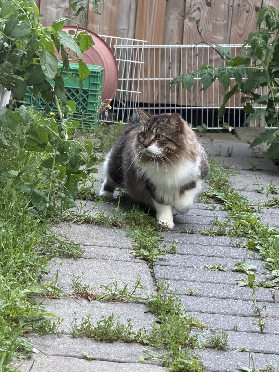 0soraaa's tweet photo. He isn’t fat hes just staying low in the second picture https://t.co/sgtlejxgWb