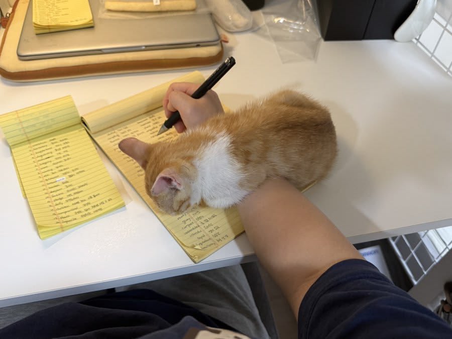 gatinarios's tweet photo. “quando chegar em casa eu vou estudar”

eu indo estudar: https://t.co/vup5fLOkbg