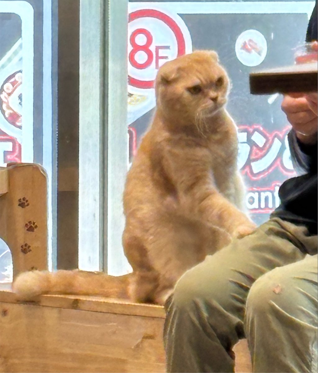 urxrain's tweet photo. meow https://t.co/4bEi7dC0gR