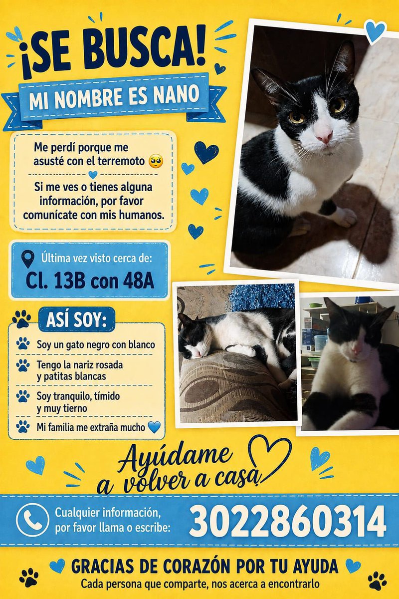 ValerieInLove's tweet photo. ¡AYUDEMOS A ENCONTRAR A NANO! 

Nano es un gato que se perdió debido al susto que causó el terremoto. Acá van unos datos de él:

•Gato negro con blanco 
•Patas blancas
•Timido, tierno y tranquilo
•Nariz Rosada

Visto por última vez CL. 13B con 48A, en Cali. #SOS #Terremoto https://t.co/cwSSBujL3C