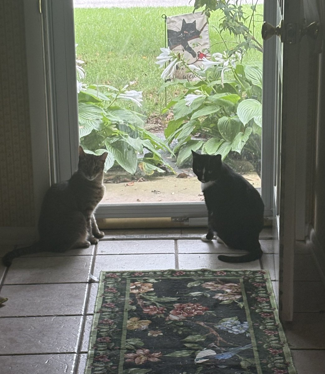 SuzanneDelle's tweet photo. @shannonminter5 Ours is called Bartholomeow. Seen here with his buddy Freckles https://t.co/sNJvhmOYSl