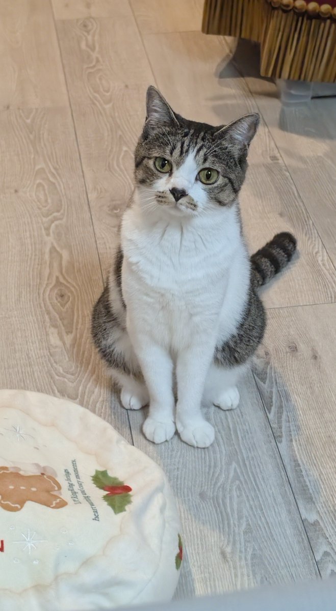 nekonikoisuru's tweet photo. ニンゲンここ数日ずっと家いる。
働いてないな？ https://t.co/rcAZ961yzn