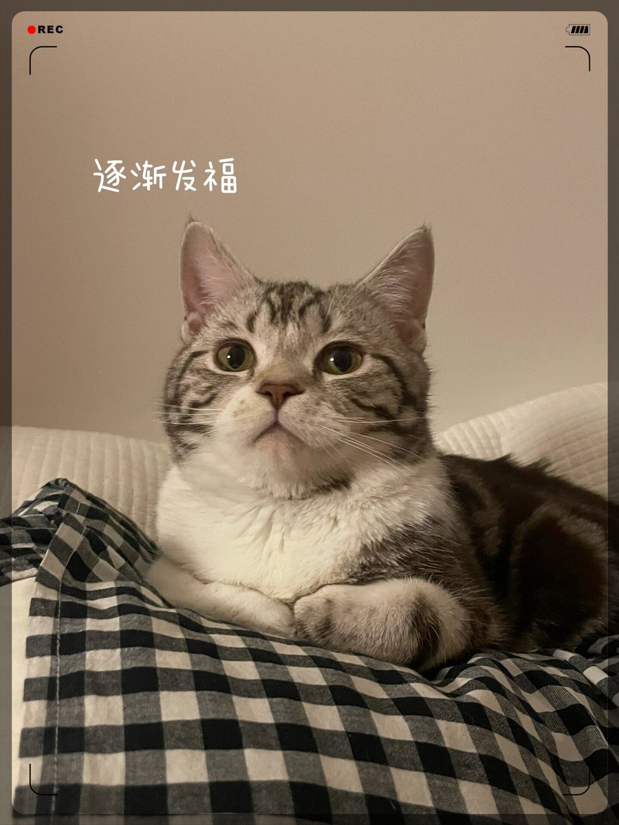 annpinnow's tweet photo. Just baked warm choco cookies u0026 my cat’s already claiming the coziest spot on the couch—perfect Sunday vibe at home https://t.co/mPYiK565Oa