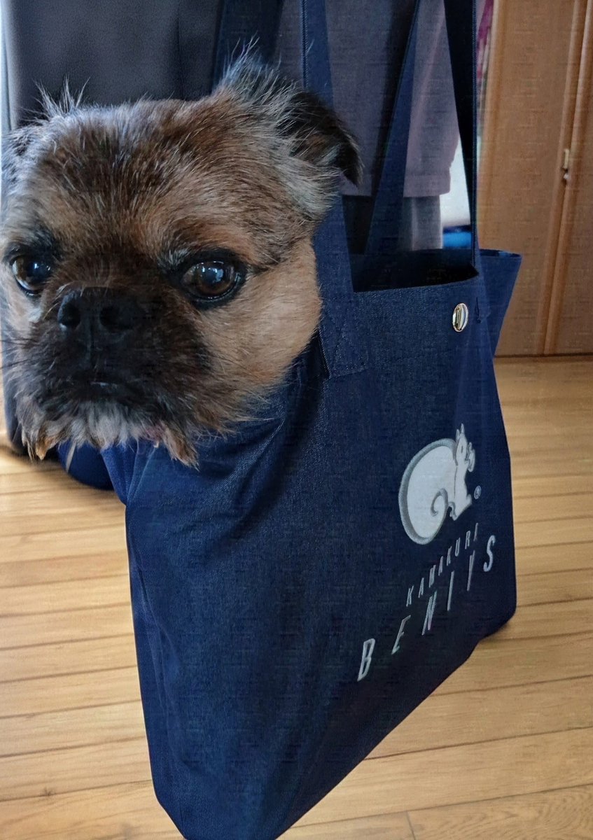 fffffumie's tweet photo. クルミッ子の新作バッグ👜に入れられたオレ https://t.co/KKg905Wc0R
