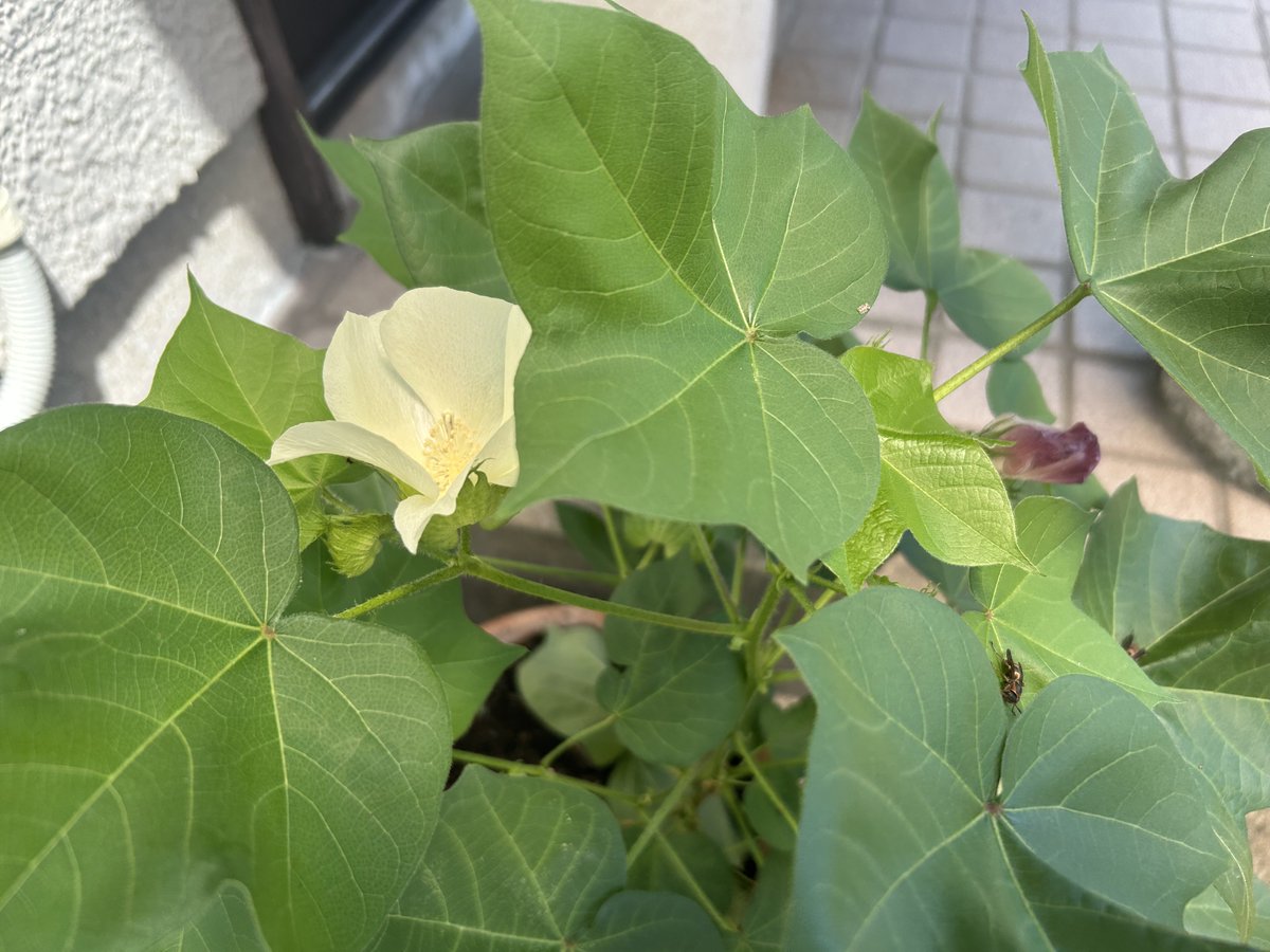 ghv00hd's tweet photo. 綿の木の花
昨日黄色だった花びらは
今日はピンクに
なんか不思議 https://t.co/QBBrwCyDOF