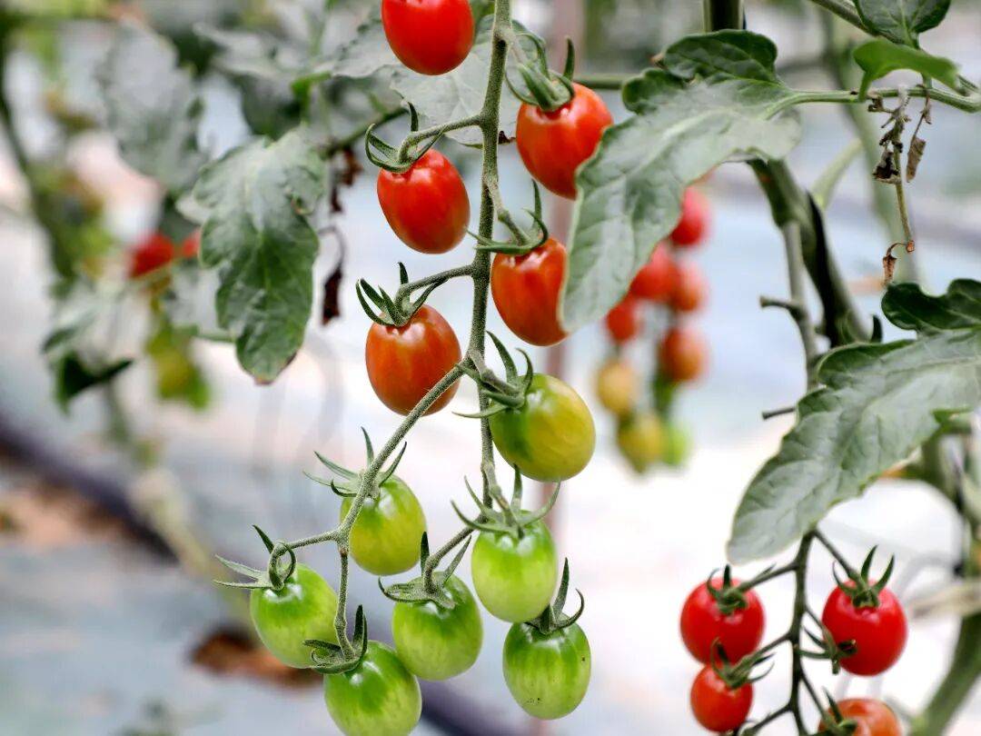 noahjohnsales's tweet photo. [My tiny windowsill veggie garden just produced its first homegrown tomato — small taste, huge win for this quiet life upgrade!]， https://t.co/2t673A2n70