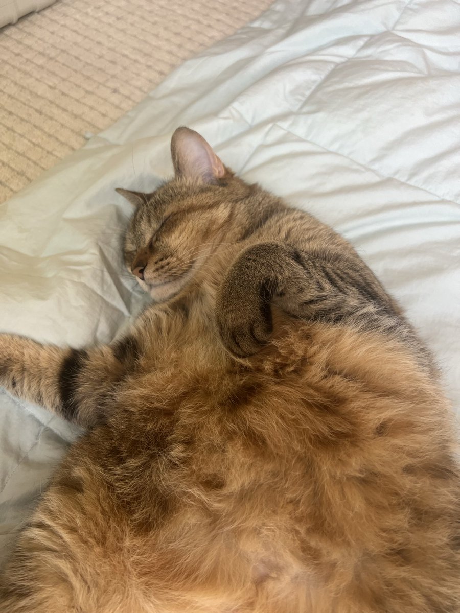 Yotchabareshi's tweet photo. お昼寝してます😴　もふもふのおなか😆😆 https://t.co/O0DA1UiPZd