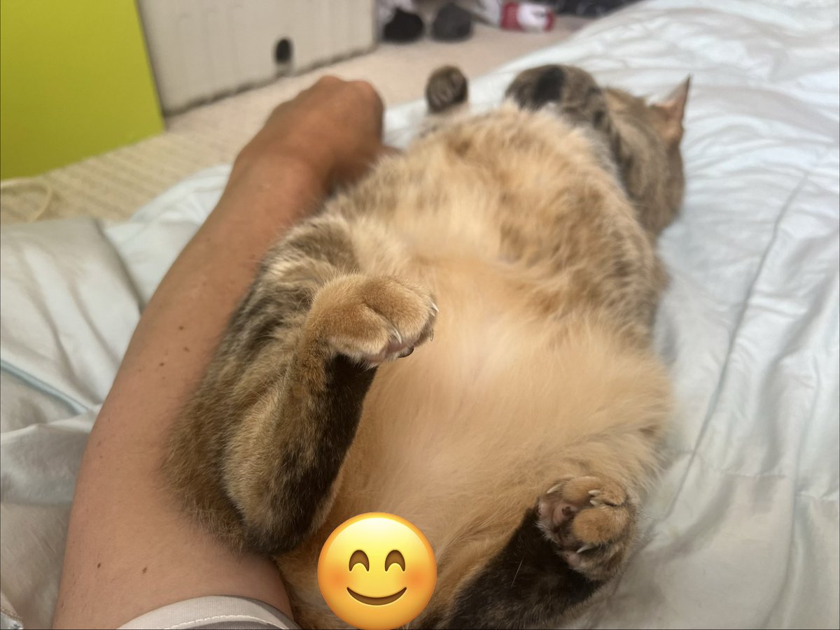 Yotchabareshi's tweet photo. お昼寝してます😴　もふもふのおなか😆😆 https://t.co/O0DA1UiPZd