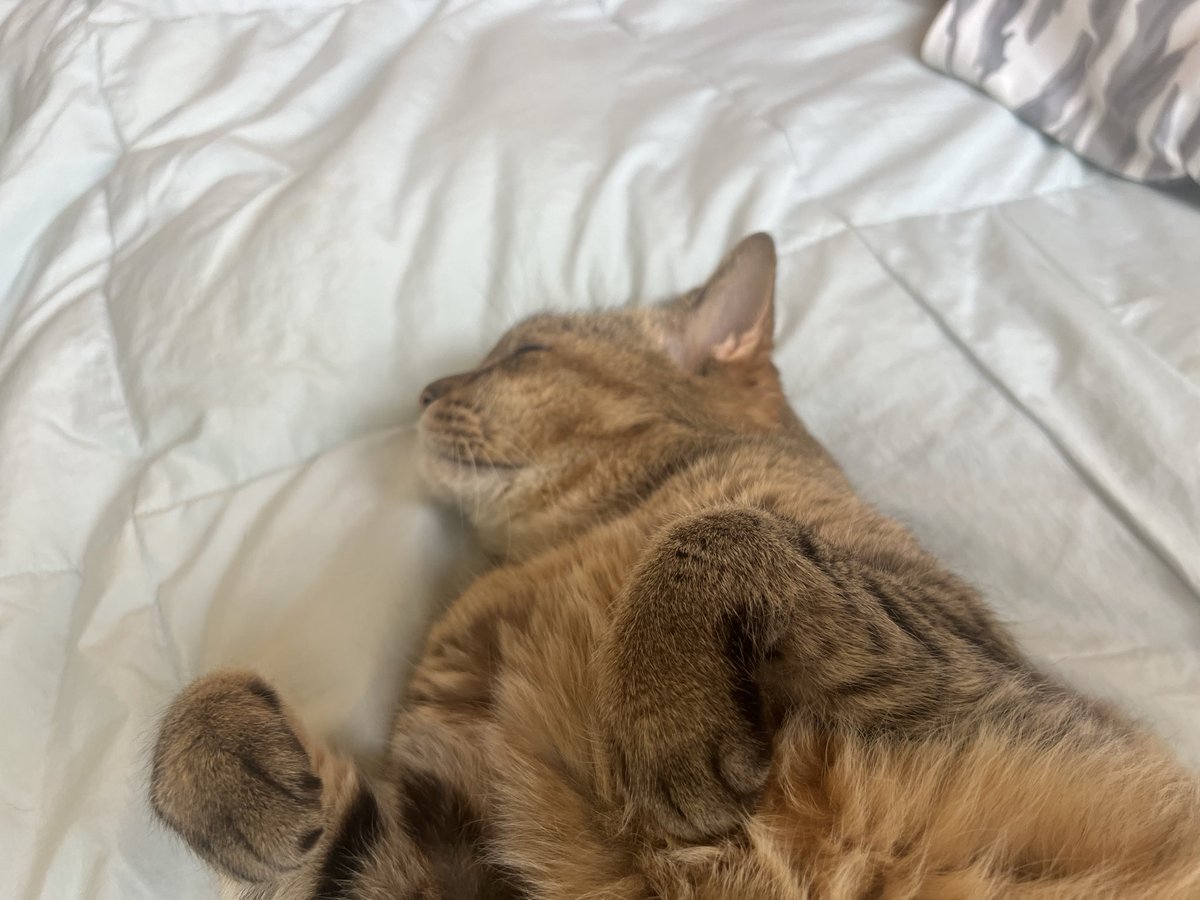 Yotchabareshi's tweet photo. お昼寝してます😴　もふもふのおなか😆😆 https://t.co/O0DA1UiPZd