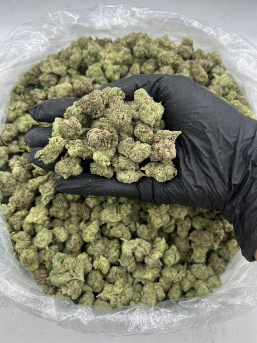 Bigmunchdaplug's tweet photo. 🪴CANDY TREATS 🍬🪴🍃
🔸Indoor grown candy gas 🏠⛽️ 🍭
🔸Sweet strains 🍓
Available for orders 🛒🚚⛽️
Tapin or shop at Telegram 

https://t.co/qHxSalDeFP 

#Usa #fl #cannabis #weed #drugtwt  #coketwt #za #zaplug #bugs #exotics #carts #edibles #yats  #gas https://t.co/upb5YWp0qG