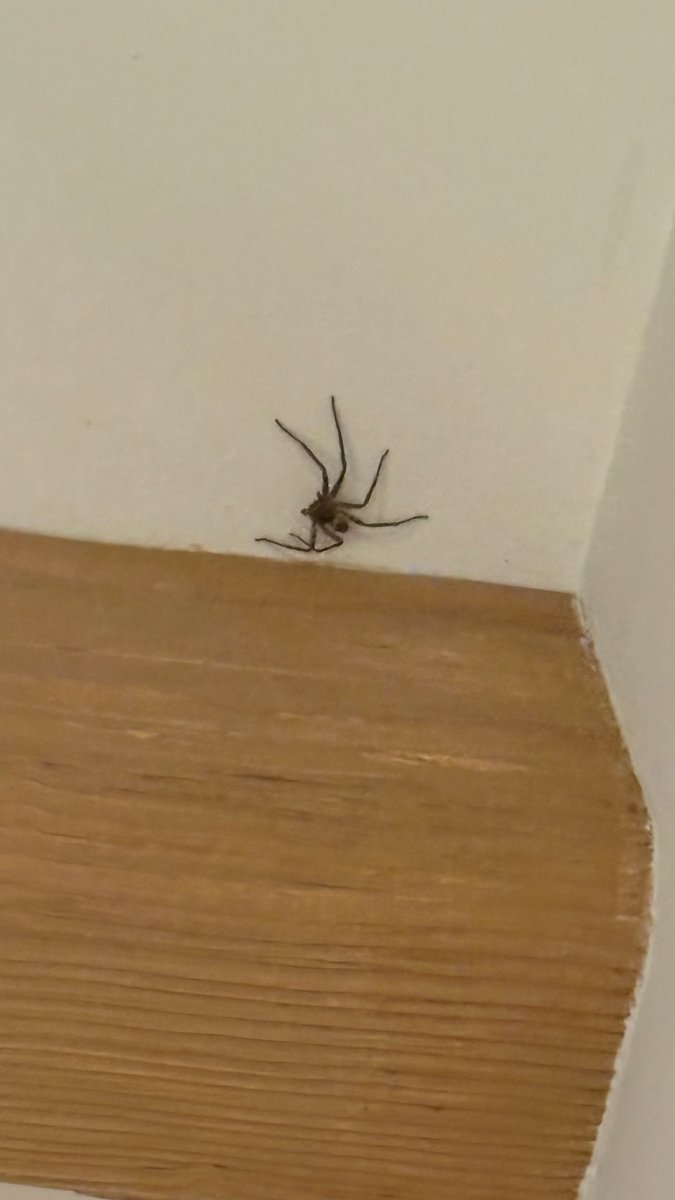 anvamathieu's tweet photo. @Arachno_Cosas esta araña en Pescadero, BCS, ¿me va a matar? Está enorme. Gracias https://t.co/9B3SEX8UYK