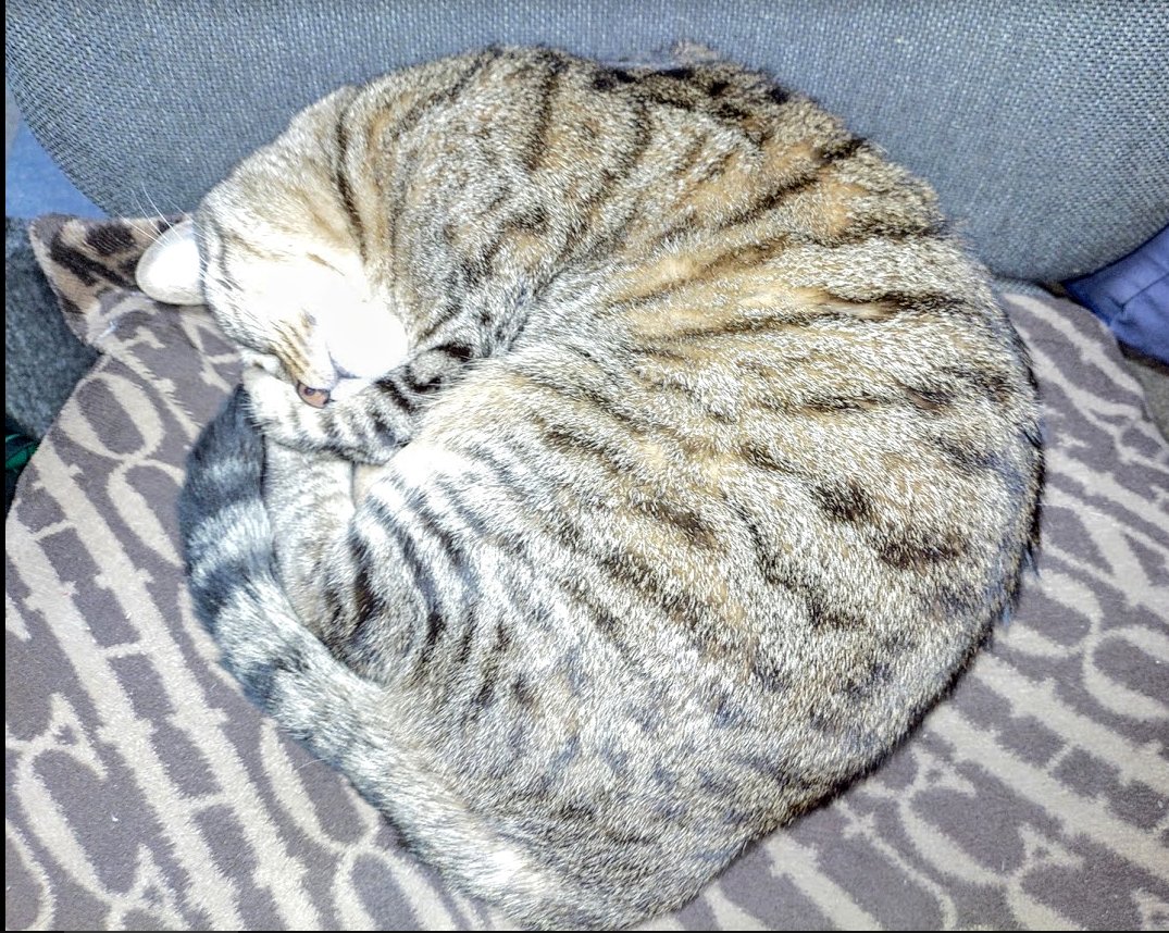 ChloeCarre's tweet photo. (σ・∀・)σｹﾞｯﾂ!!がち寝猫。 https://t.co/EeR2Lclsnb