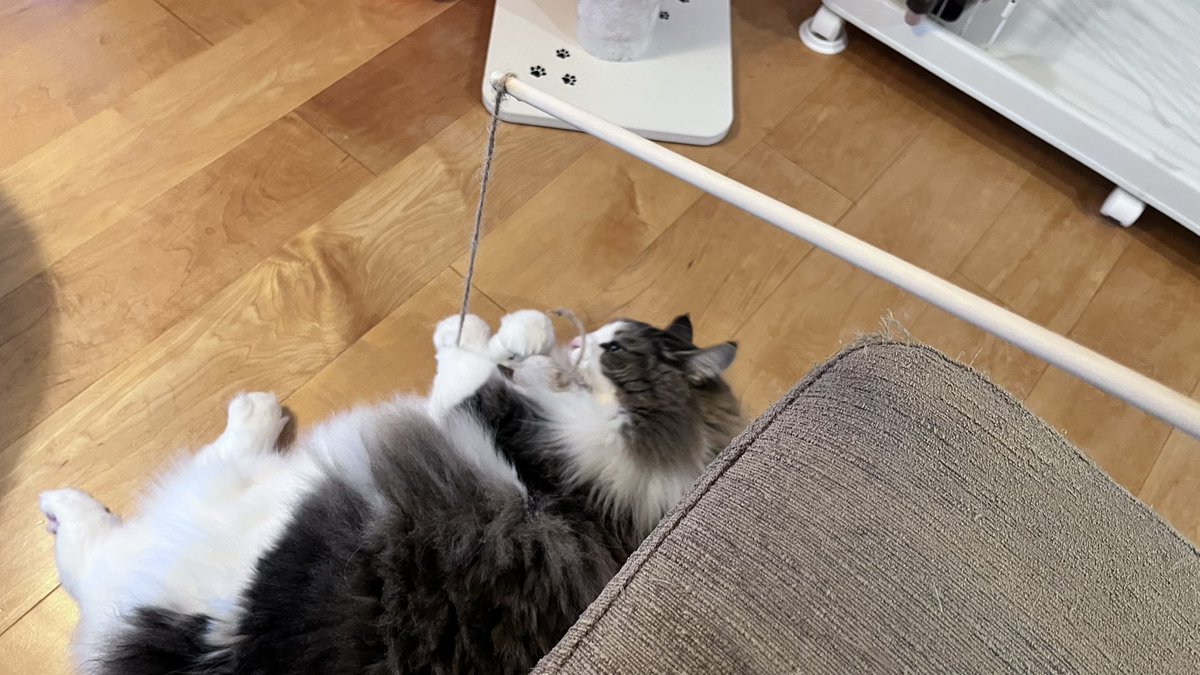 NFC873's tweet photo. 連休中のひととき🤗ねこ釣り堀🎣🐈
我が家では、おバカ猫🐱すぐ釣れます😆
#ノルウェージャンフォレストキャット #猫のいる暮らし https://t.co/qcKbinVaoN