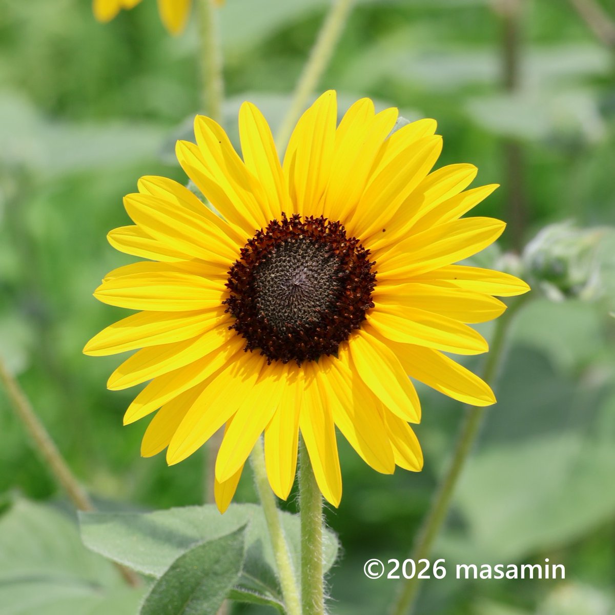 おはようございます🤗 #ヒマワリ （向日葵） Helianthus annuus キク科